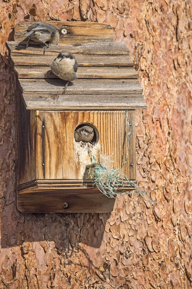 Pygmy_nuthatches_EP_2018_10